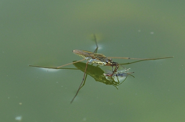 23 06 15_5218_edited-1.jpg - POND SKATER - HENGISTBURY HEAD VISITNG CENTRE, EAST DORSET - 23.6.15